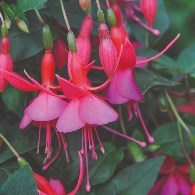 Fuchsia Display (1581)